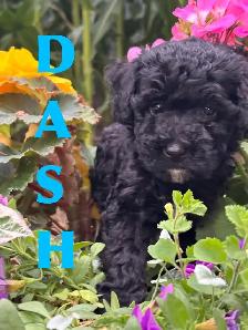Cockapoo Puppies - Photo 2