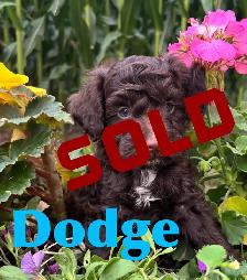 Cockapoo Puppies - Photo 3