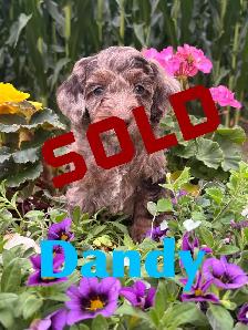 Cockapoo Puppies - Photo 4