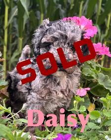 Cockapoo Puppies - Photo 5