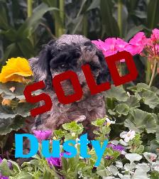 Cockapoo Puppies - Photo 6