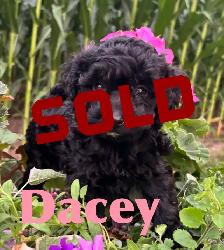 Cockapoo Puppies - Photo 7