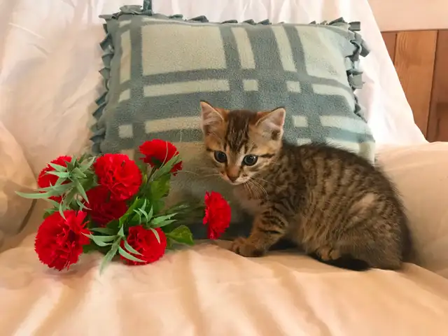 Cuddly Kittens Waiting For You