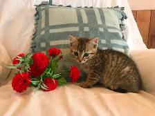 Cuddly Kittens Waiting For You