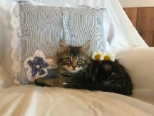 Cuddly Kittens Waiting For You - Photo 2