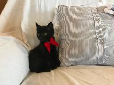Cuddly Kittens Waiting For You - Photo 3