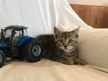 Cuddly Kittens Waiting For You - Photo 4