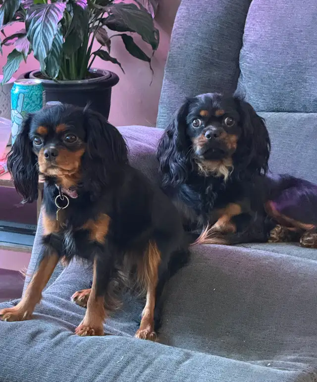 Cavalier King Charles