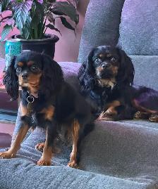 Cavalier King Charles