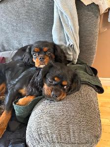 Cavalier King Charles - Photo 2