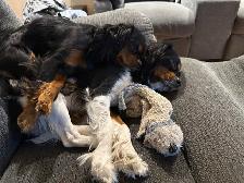 Cavalier King Charles - Photo 3