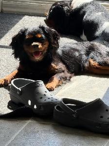 Cavalier King Charles - Photo 4