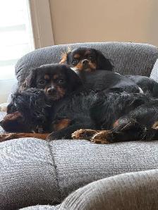 Cavalier King Charles - Photo 5