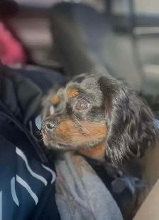 Cavalier King Charles - Photo 6