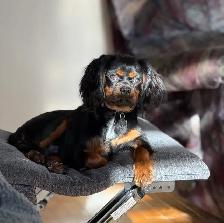 Cavalier King Charles - Photo 7