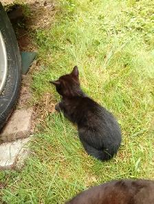 Free kittens need rehoming - Photo 4
