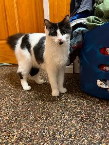 Rehoming clover the kitten.     She is six months old