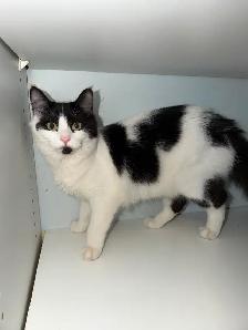 Rehoming clover the kitten.     She is six months old - Photo 2