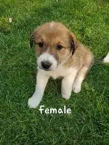 Golden Retriever Border collie puppies