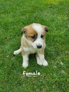 Golden Retriever Border collie puppies - Photo 2