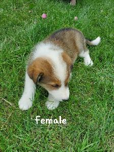 Golden Retriever Border collie puppies - Photo 3