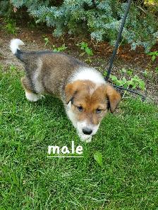 Golden Retriever Border collie puppies - Photo 4