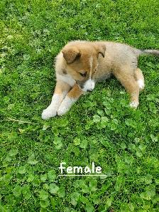 Golden Retriever Border collie puppies - Photo 5
