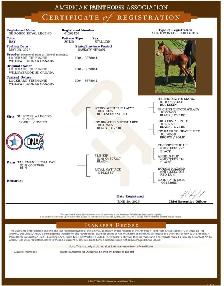 SR ROSCOS ROYAL LEGEND - Photo 2