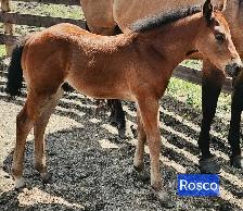 SR ROSCOS ROYAL LEGEND - Photo 3