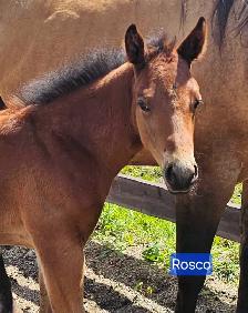 SR ROSCOS ROYAL LEGEND - Photo 4