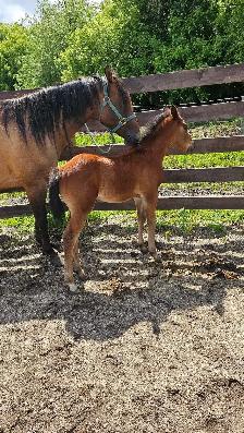 SR ROSCOS ROYAL LEGEND - Photo 5