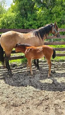 SR ROSCOS ROYAL LEGEND - Photo 6
