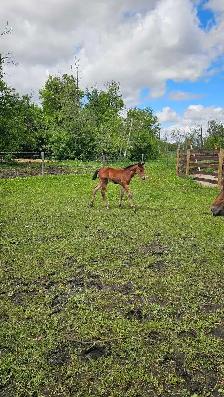 SR ROSCOS ROYAL LEGEND - Photo 7