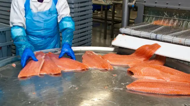 Fish cutter - Brampton - Morning shift start at 4 am