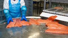 Fish cutter - Brampton - Morning shift start at 4 am