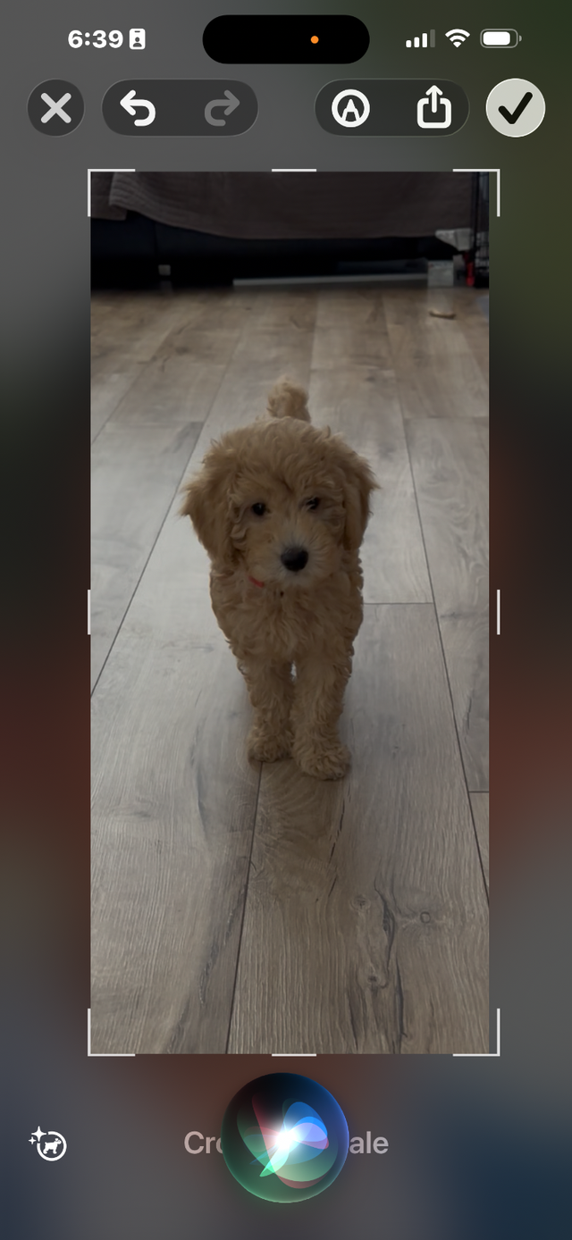 Beautiful 14 weeks old golden/blond colour female toy poodle
