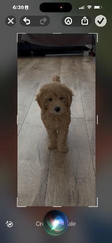 Beautiful 14 weeks old golden/blond colour female toy poodle