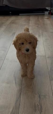 Beautiful 14 weeks old golden/blond colour female toy poodle - Photo 2