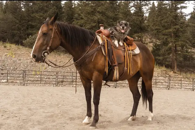 9 year old Mare