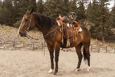 9 year old Mare