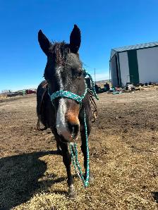 9 year old Mare - Photo 2