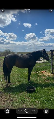 9 year old Mare - Photo 3