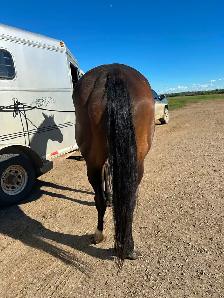 9 year old Mare - Photo 4