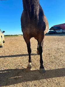 9 year old Mare - Photo 5