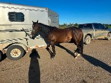 9 year old Mare - Photo 6