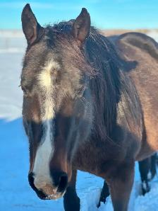 9 year old Mare - Photo 7