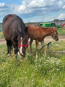 9 year old Mare - Photo 9