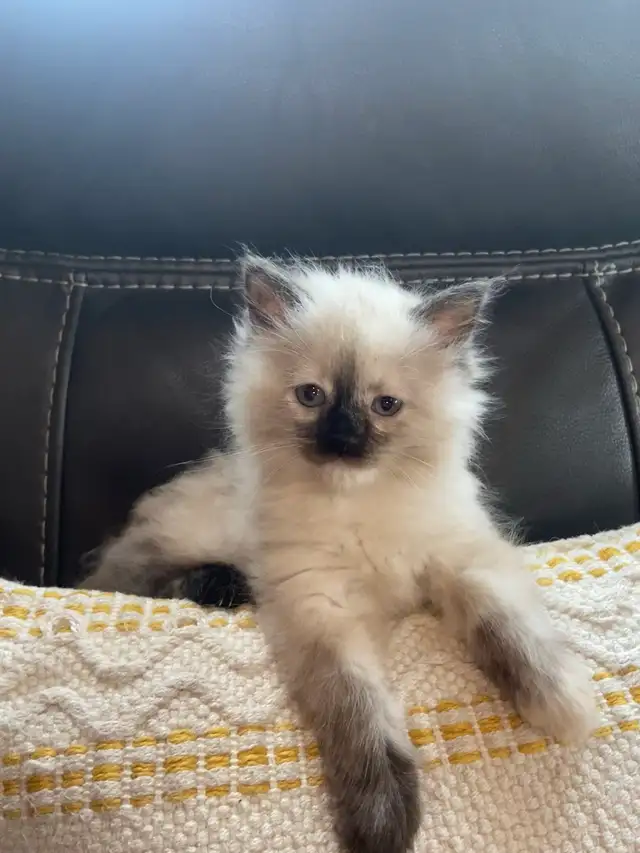 Ragdoll kittens