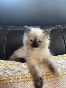 Ragdoll kittens