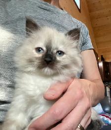 Ragdoll kittens - Photo 2